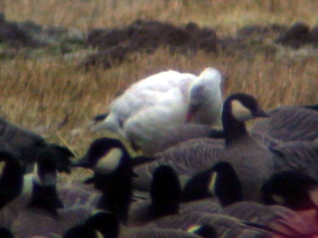 Ross's Goose - ML46272631