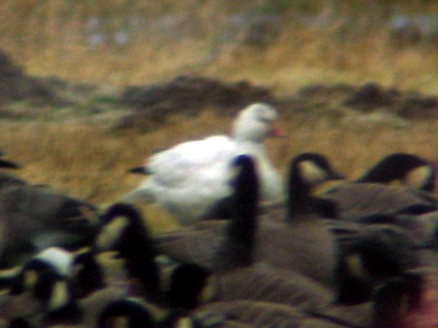 Ross's Goose - ML46272651