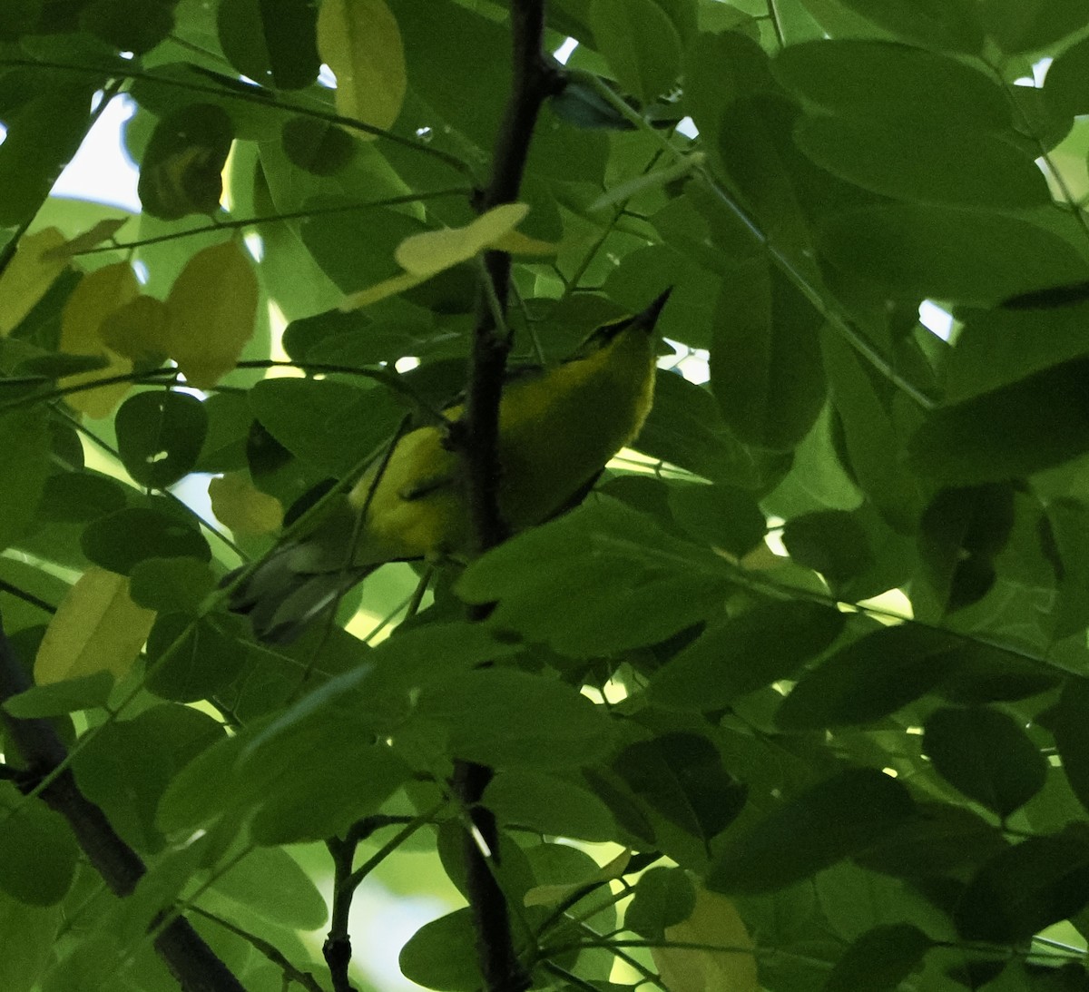 Blue-winged Warbler - Lorri W