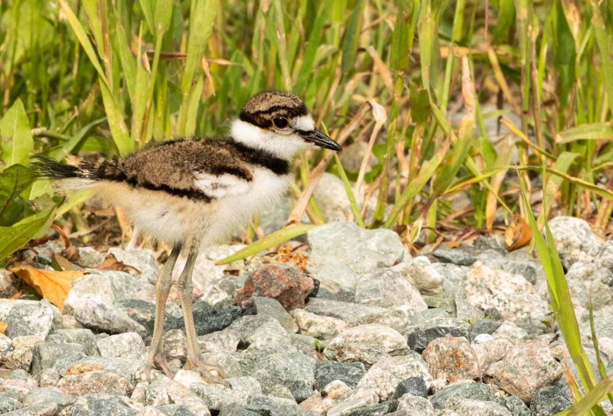 Killdeer - ML462727091