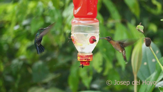 kolibřík nymfový - ML462727471