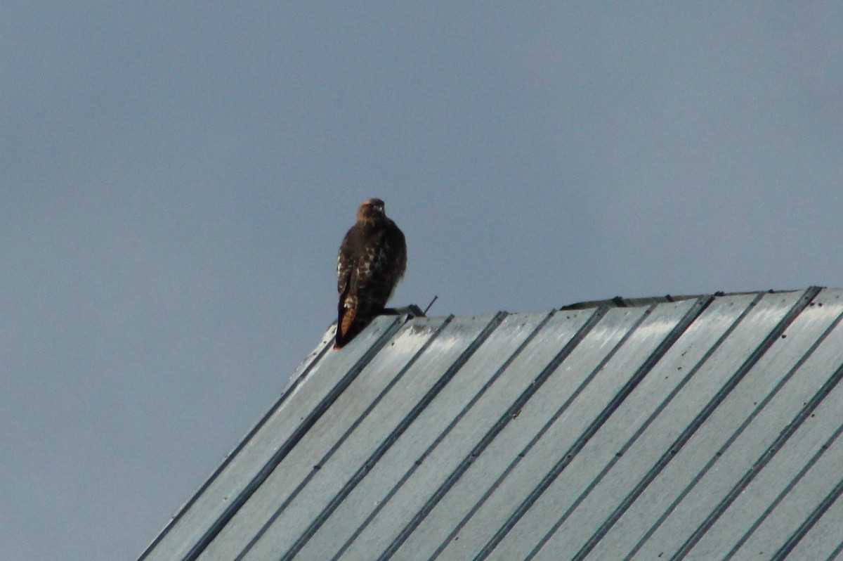 Red-tailed Hawk - ML46272761