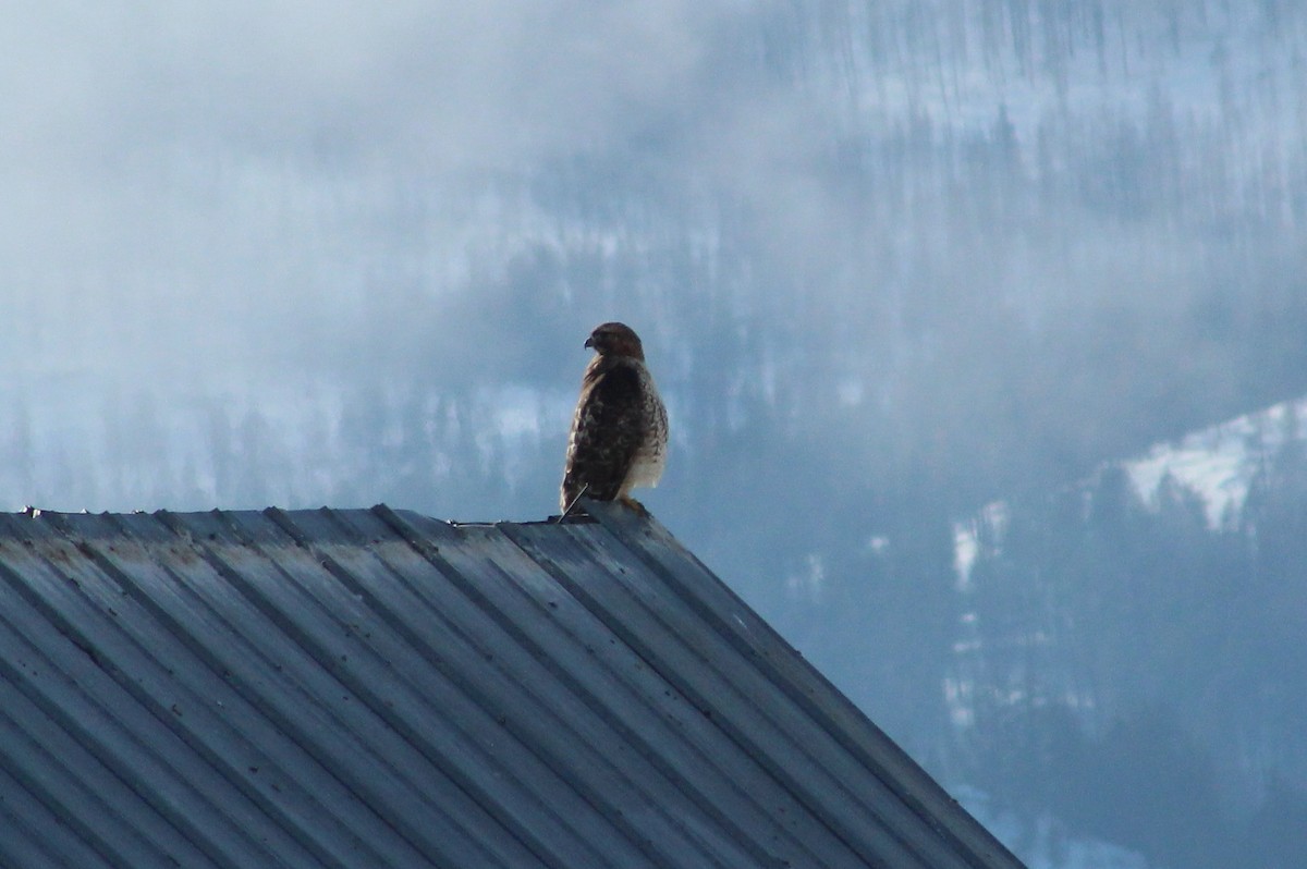 Red-tailed Hawk - ML46272791