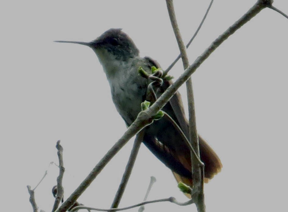 kolibřík azurovotemenný (ssp. cyanocephala) - ML462731061