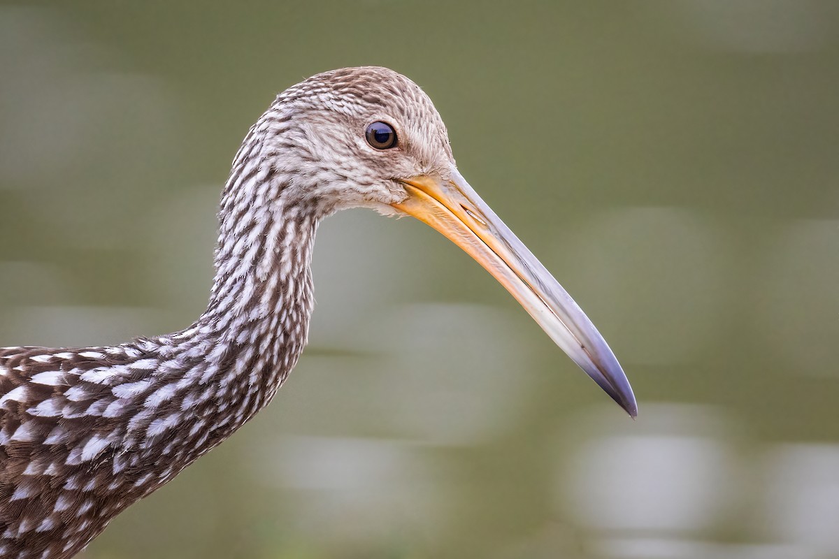 Limpkin - ML462731571