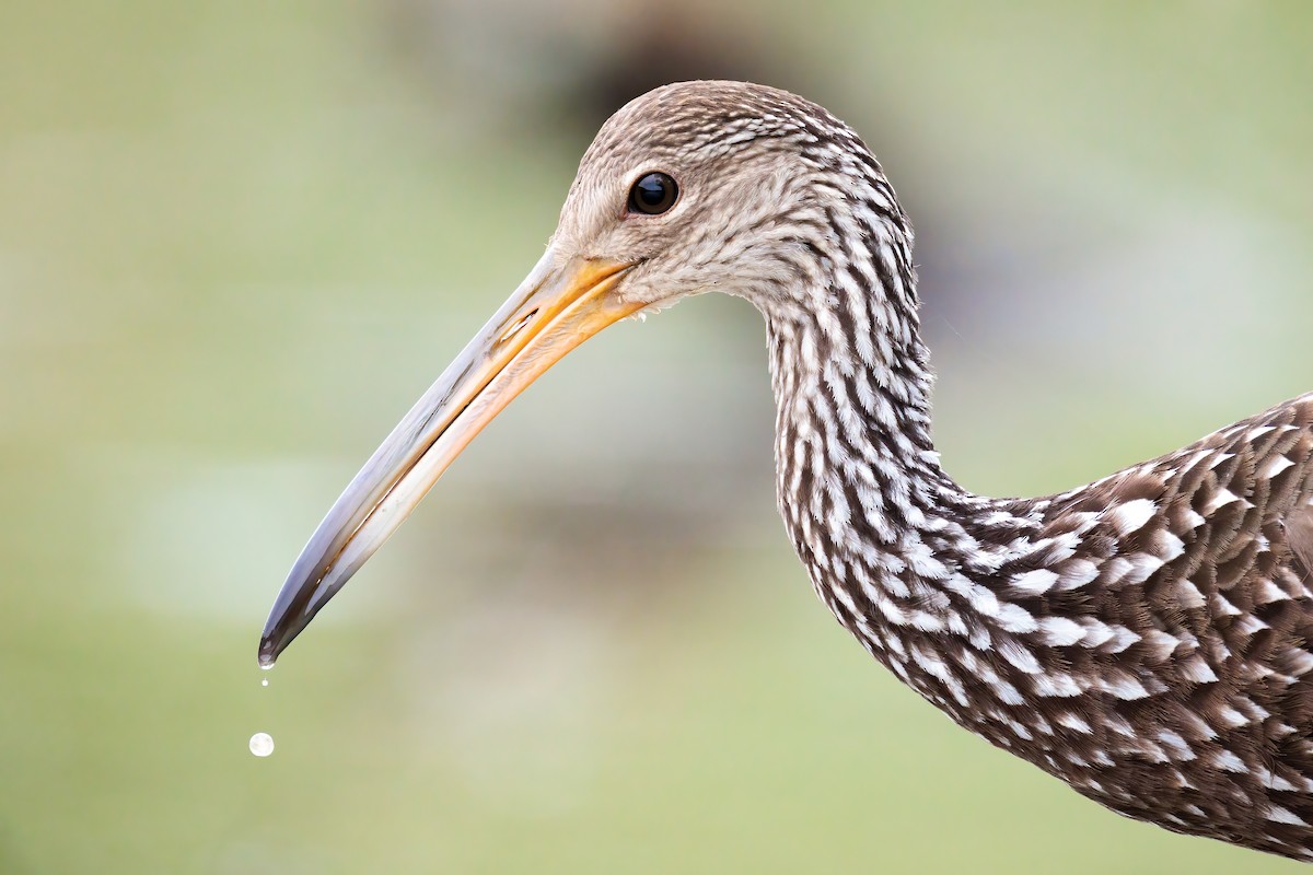 Limpkin - Ryan Sanderson