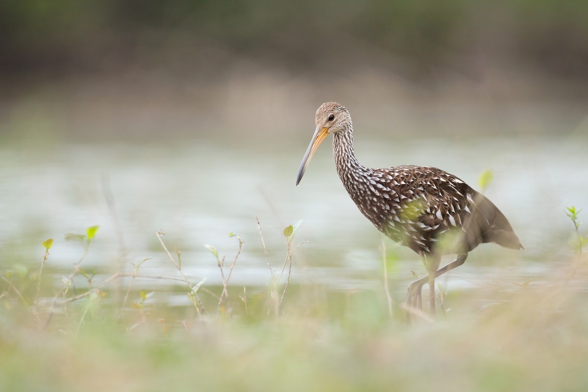 Limpkin - ML462731621