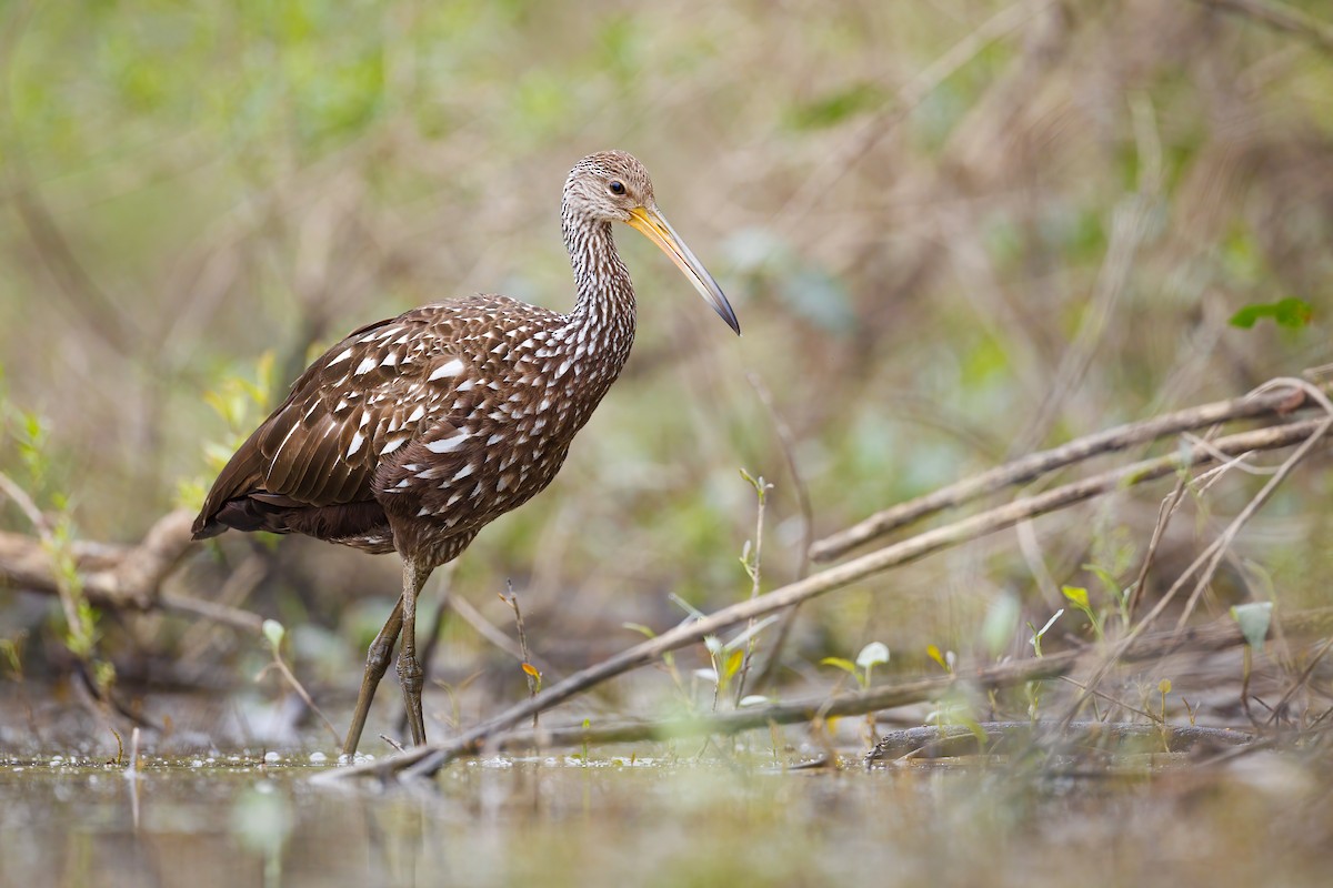 Limpkin - ML462731641