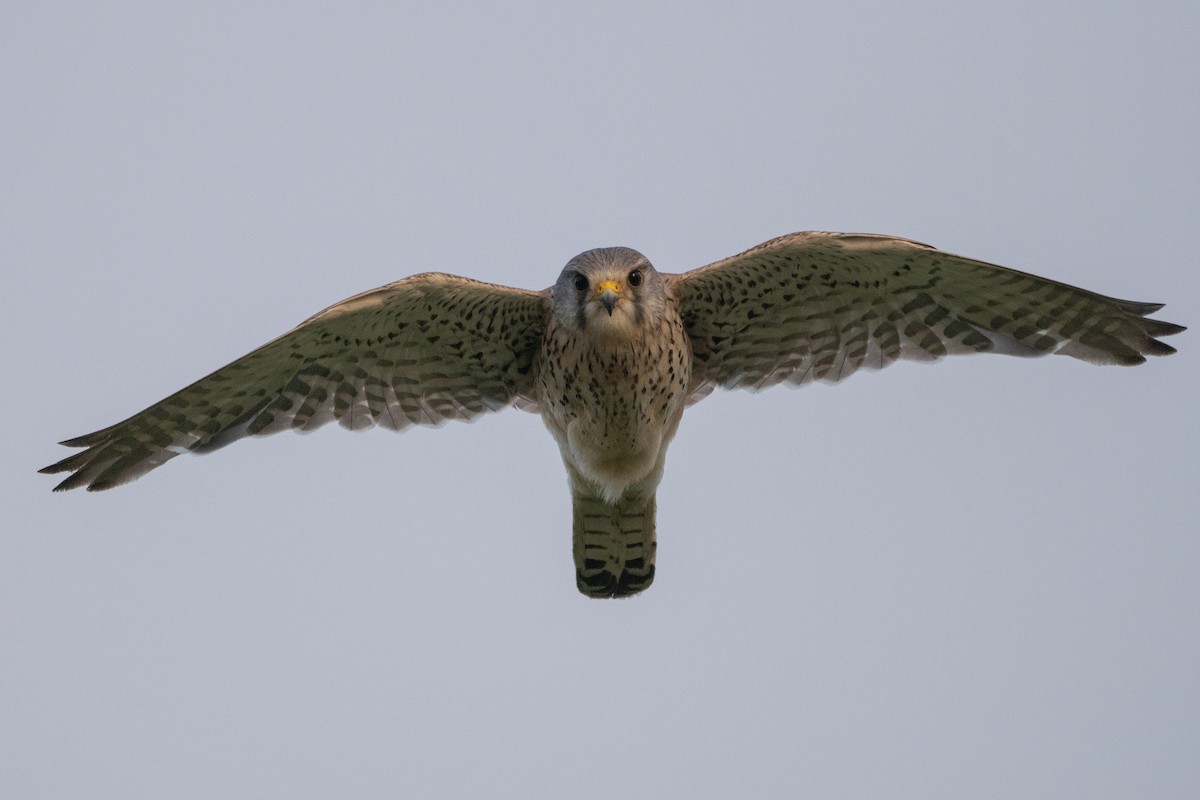 Eurasian Kestrel - ML462731821