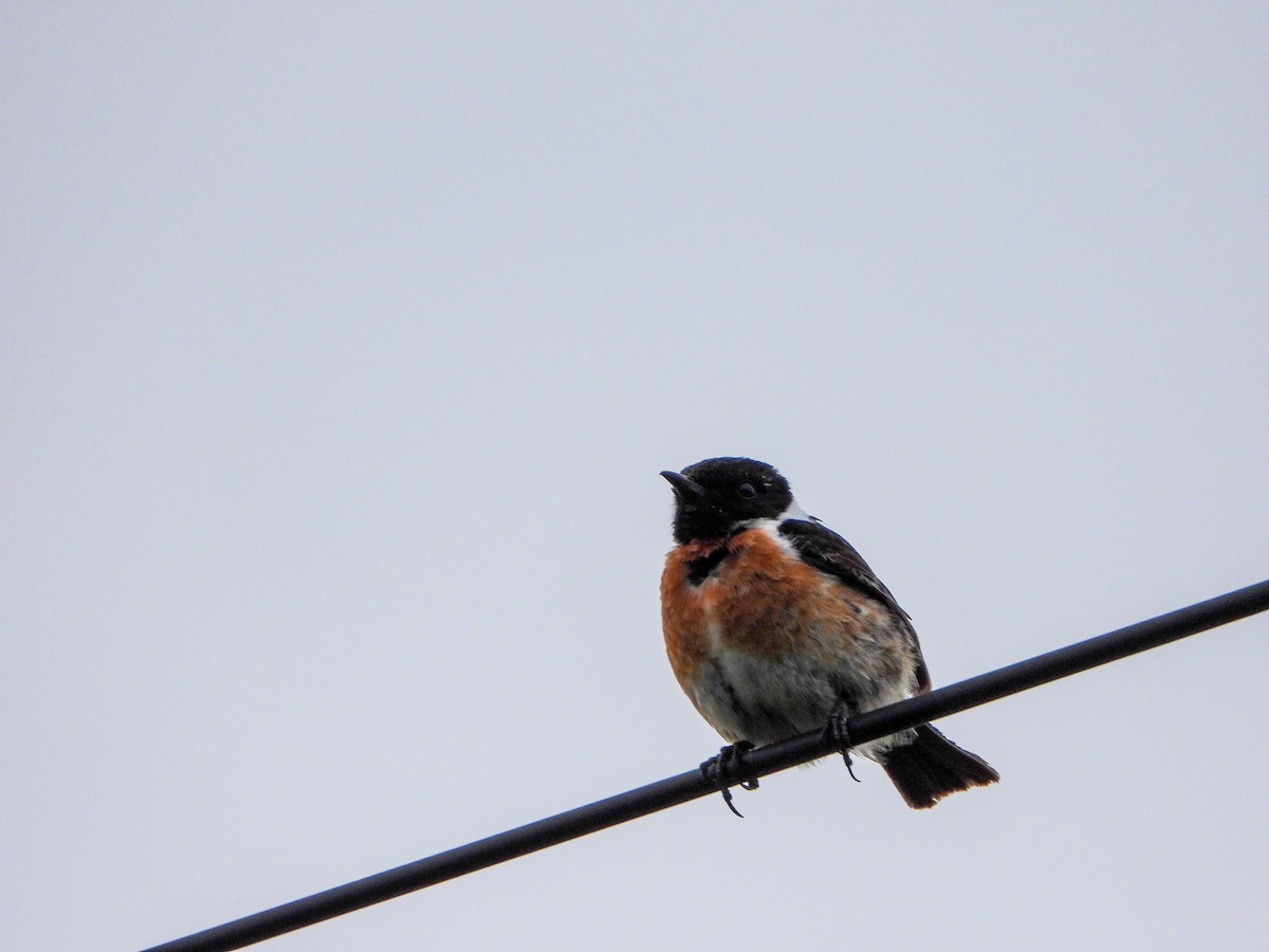 European Stonechat - ML462732141