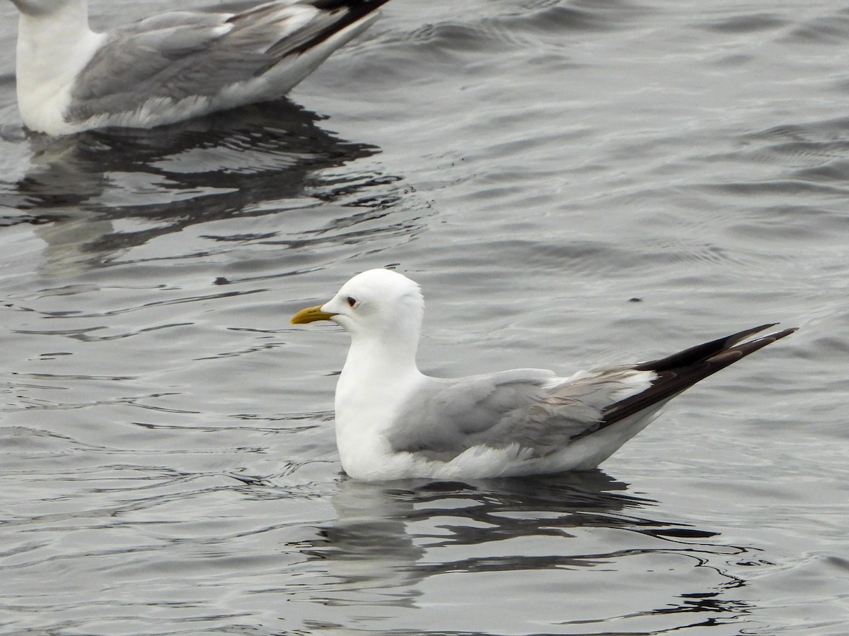 Common Gull - Samuel Burckhardt