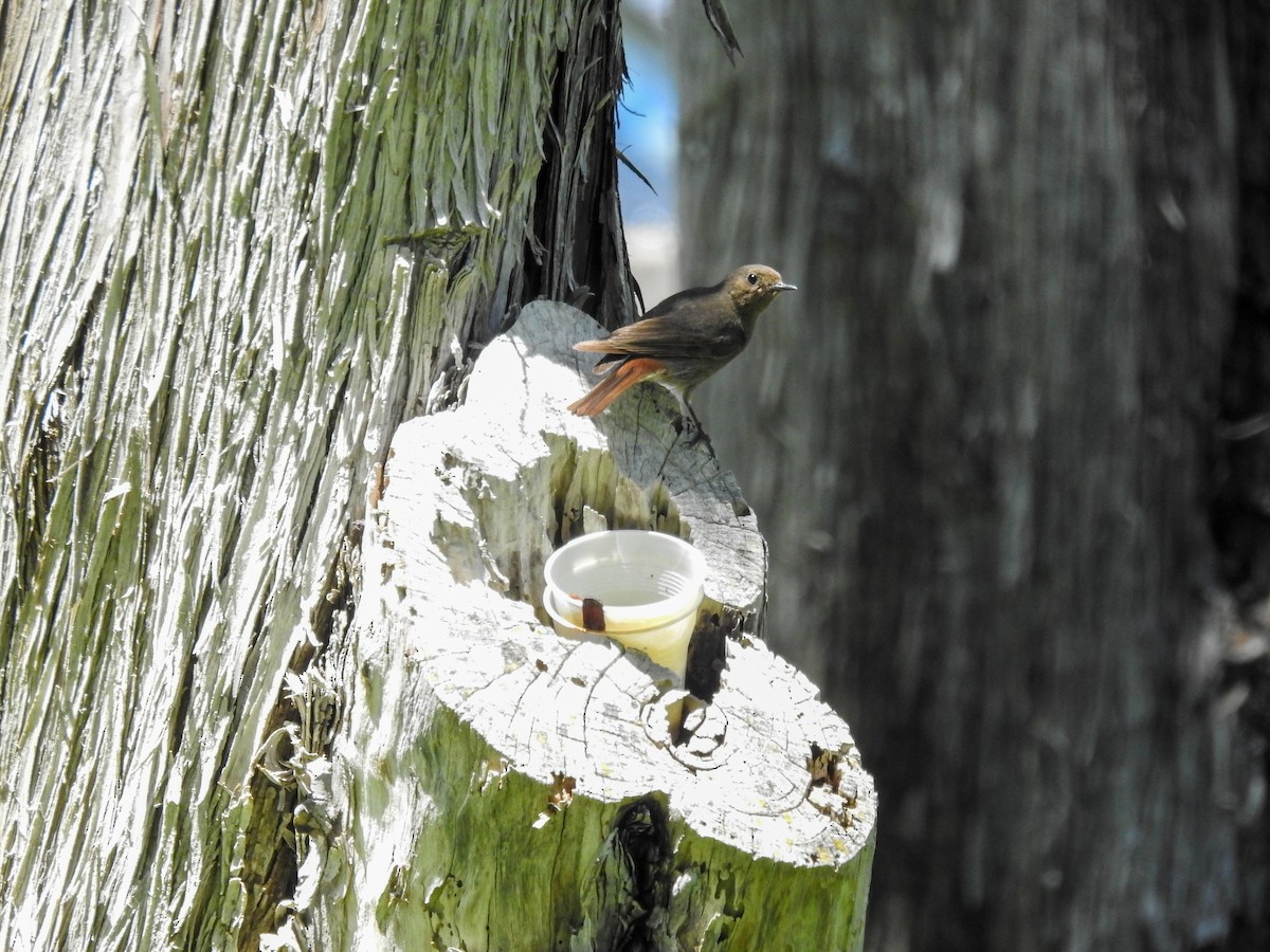 Black Redstart - ML462733161