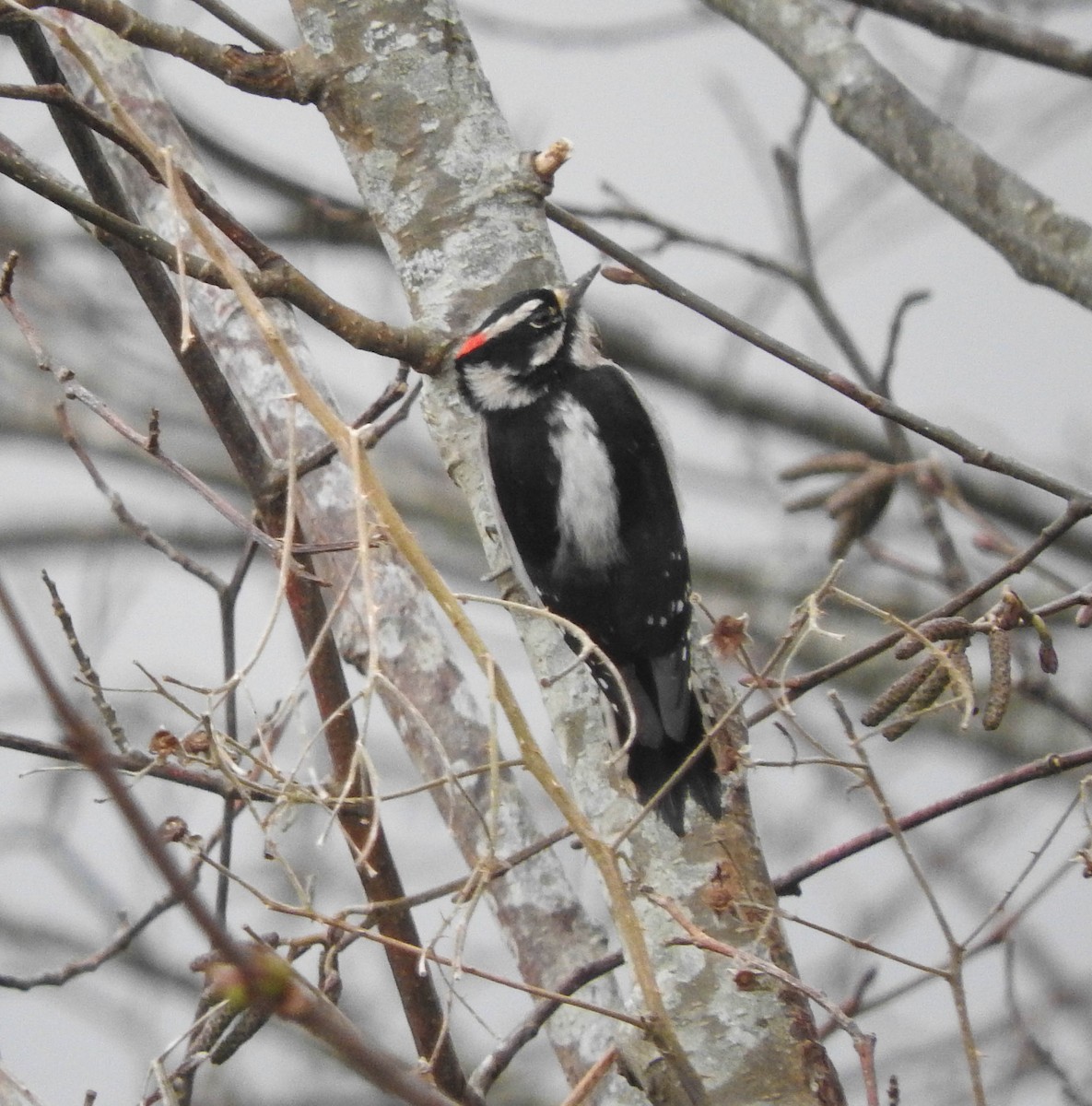 Downy Woodpecker - ML46273391