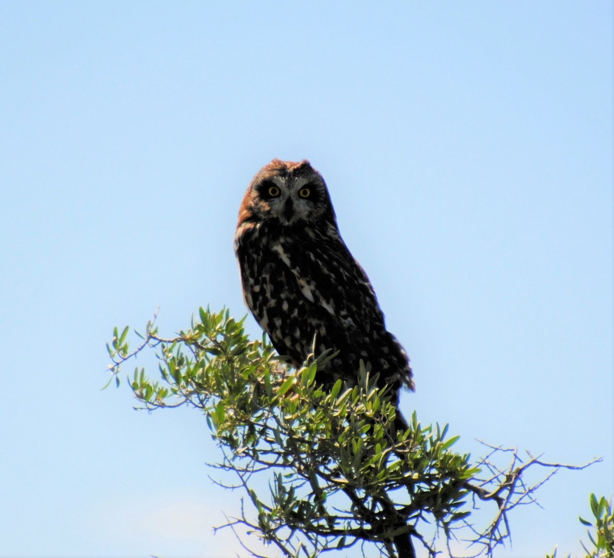 Short-eared Owl - ML462734781