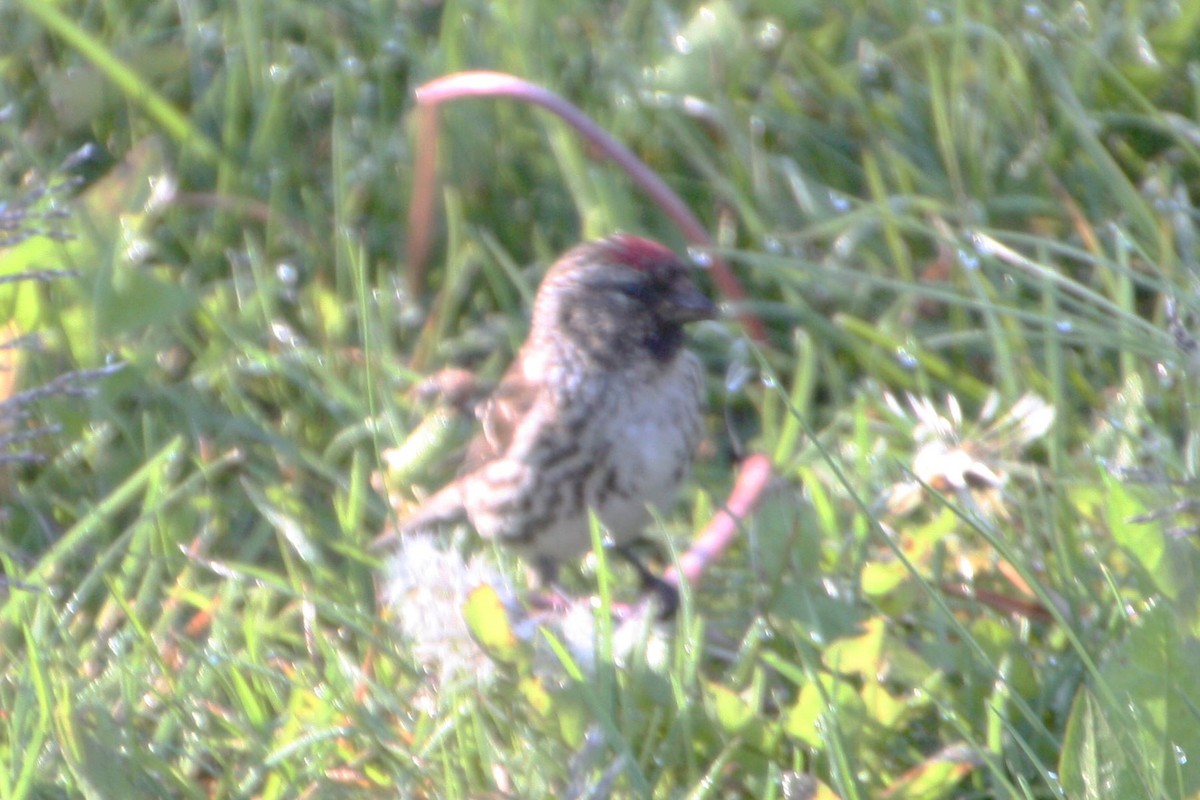 Common Redpoll - ML462738201