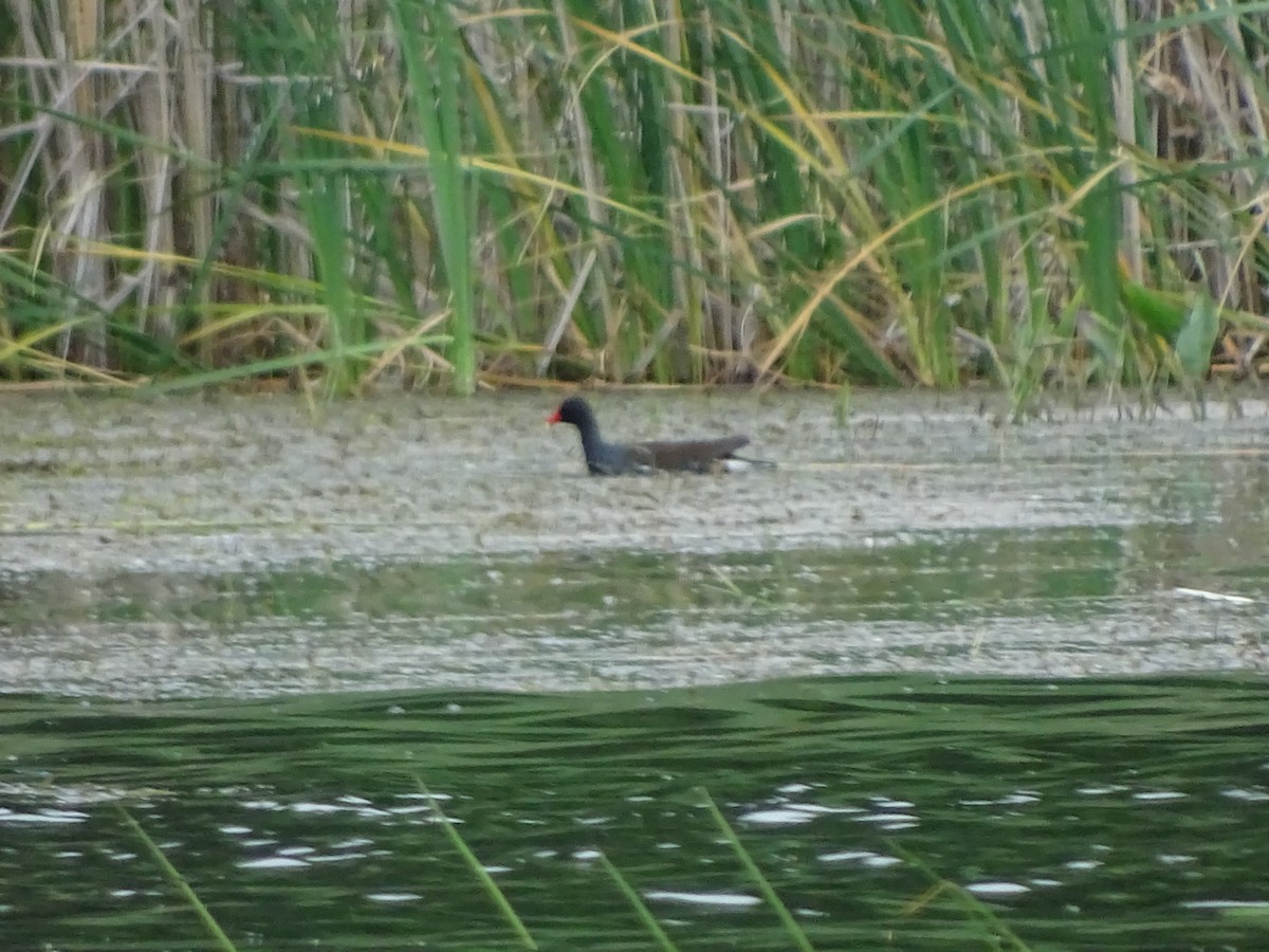 Common Gallinule - Denise Desmarais