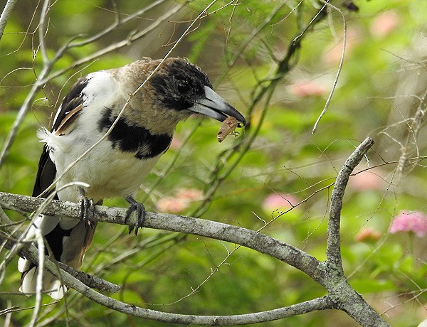 Pied Butcherbird - ML46274031