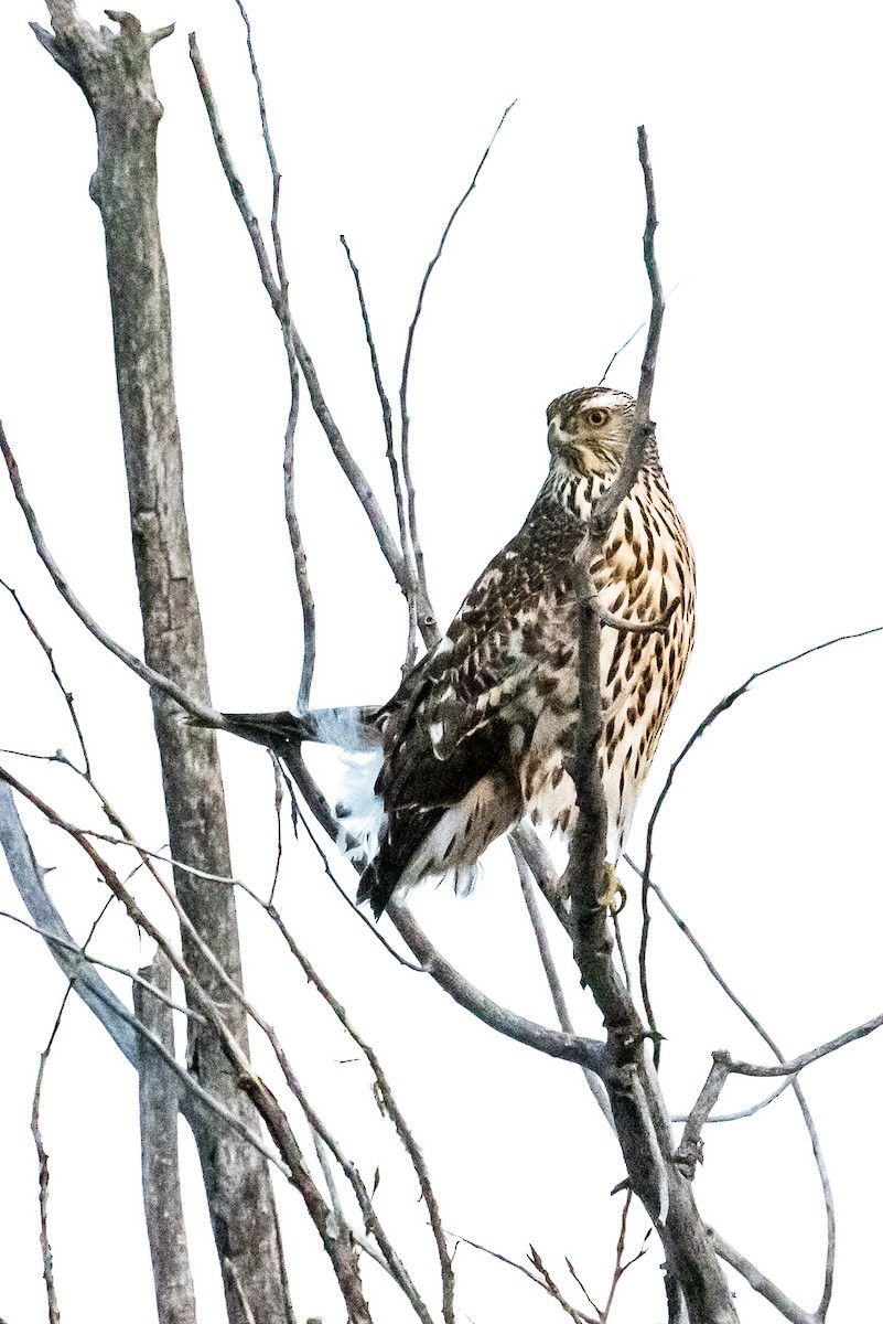 American Goshawk - ML46274081