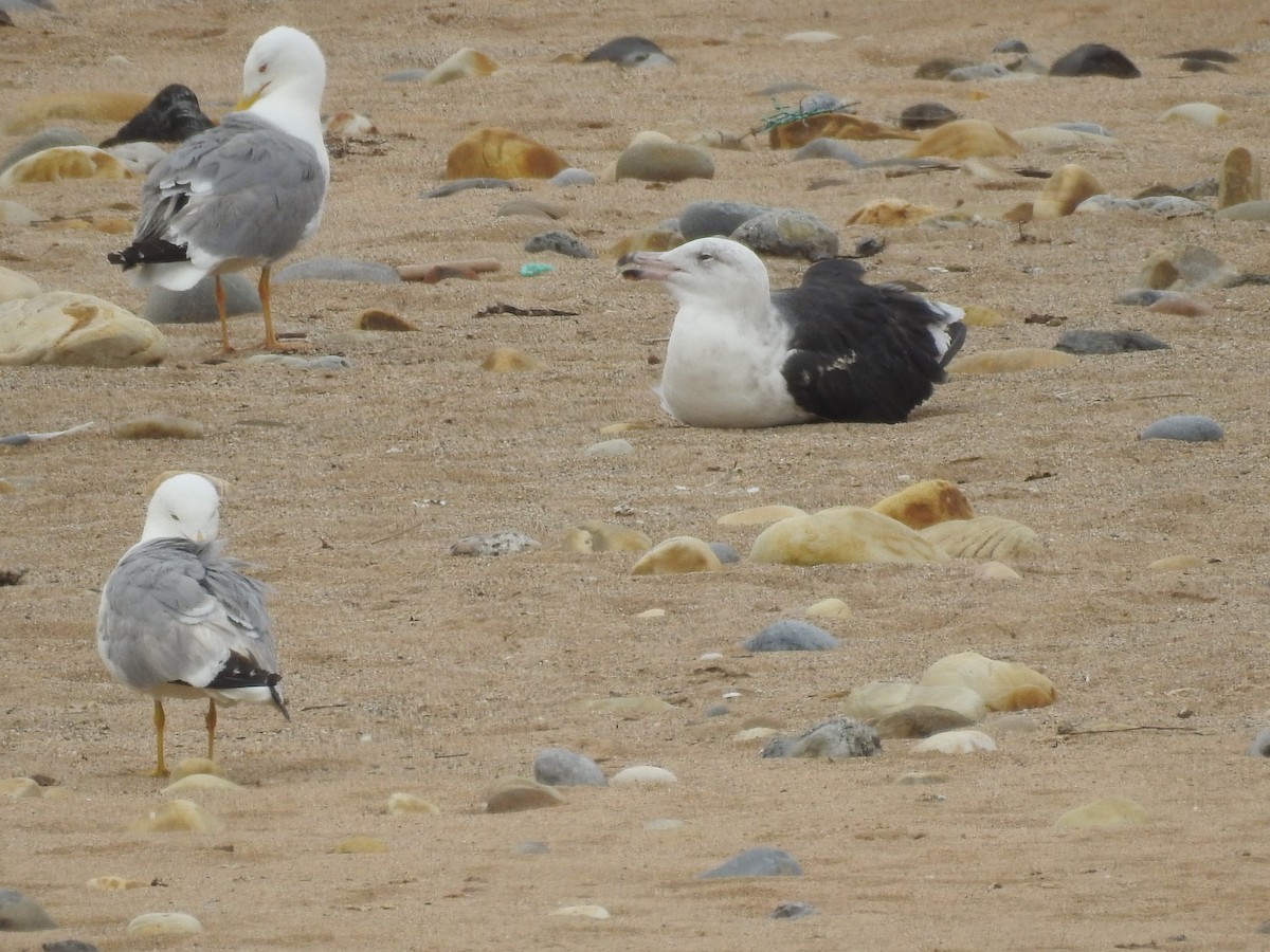 Great Black-backed Gull - ML462741341