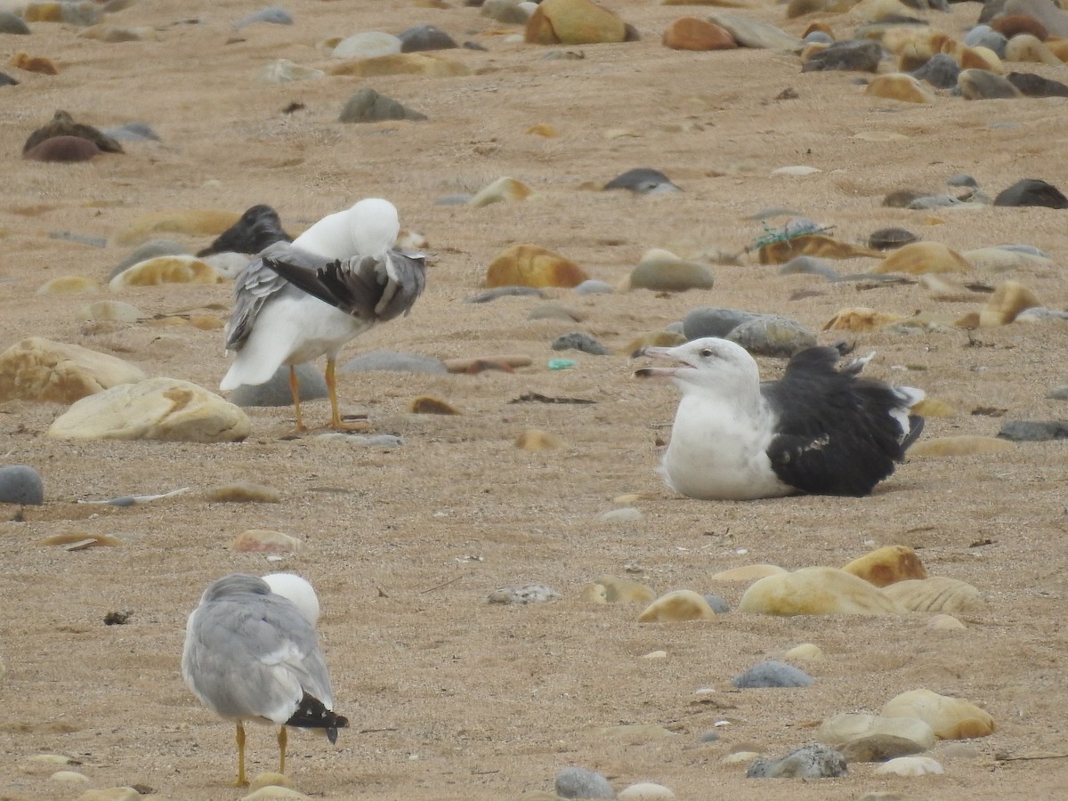 Great Black-backed Gull - ML462741351