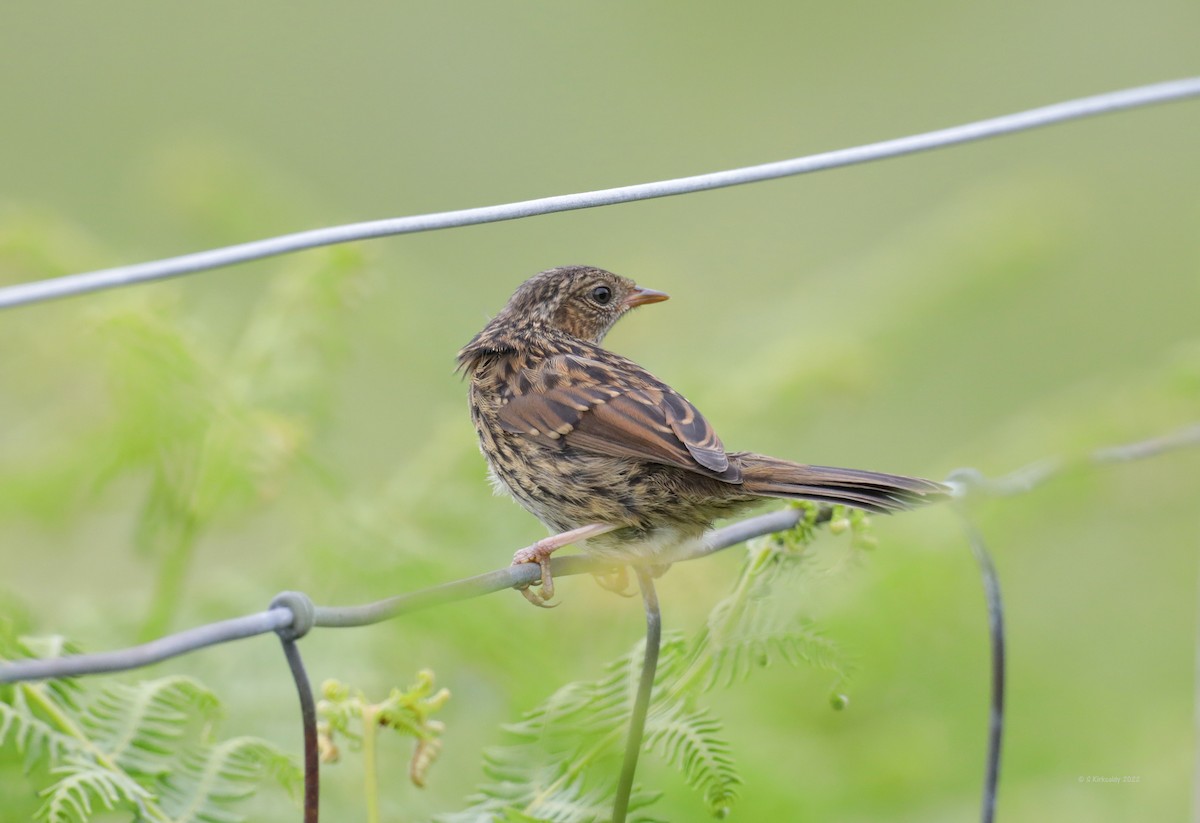 Meadow Pipit - ML462741381