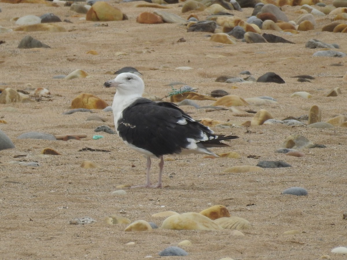 Great Black-backed Gull - ML462741451
