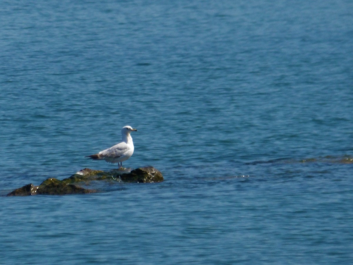 Gaviota Argéntea - ML462742491