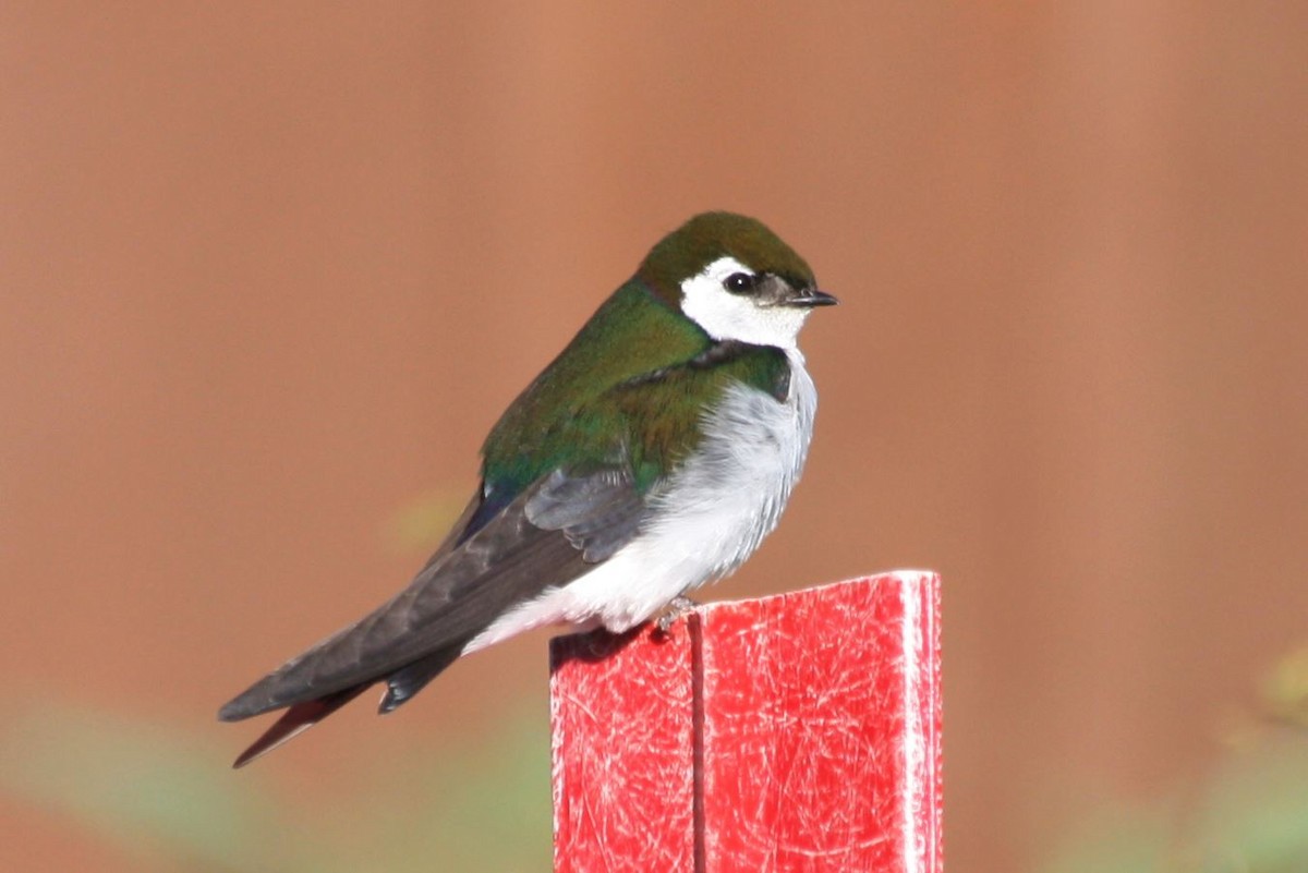 Violet-green Swallow - Scott Jackson