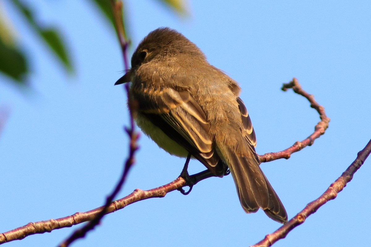 Willow Flycatcher - ML462743441