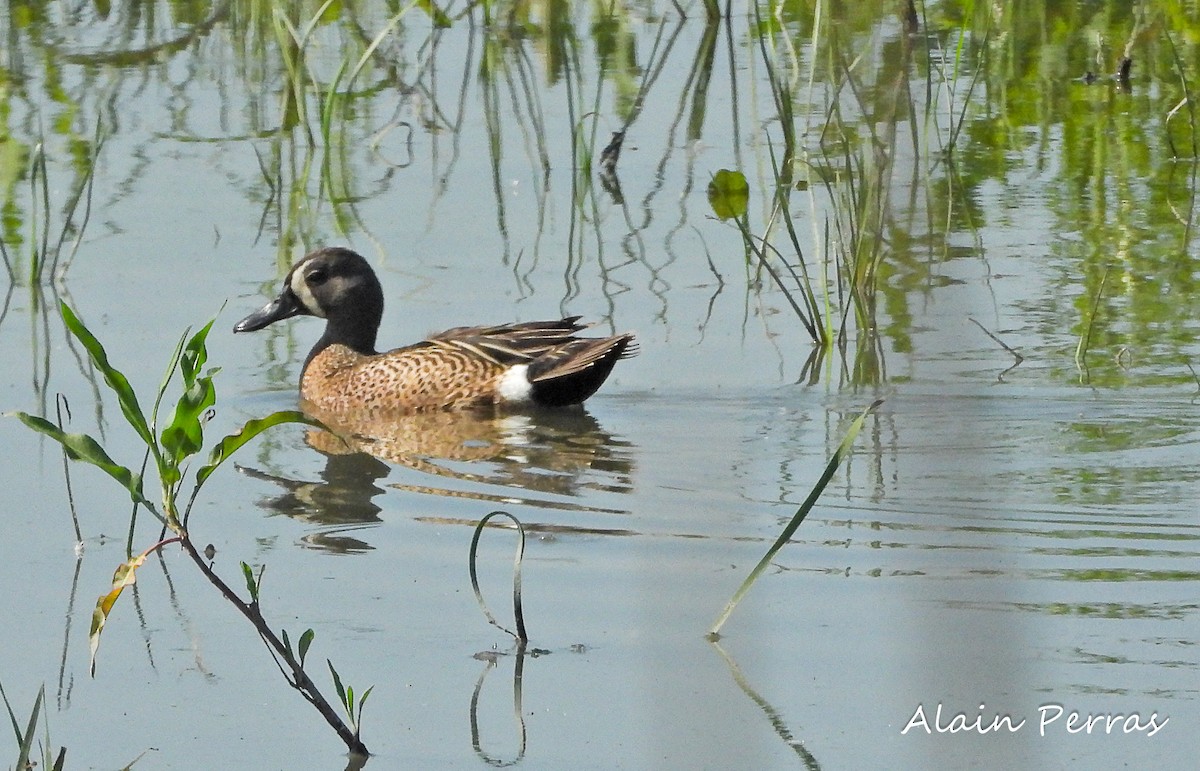 Blue-winged Teal - ML462746731