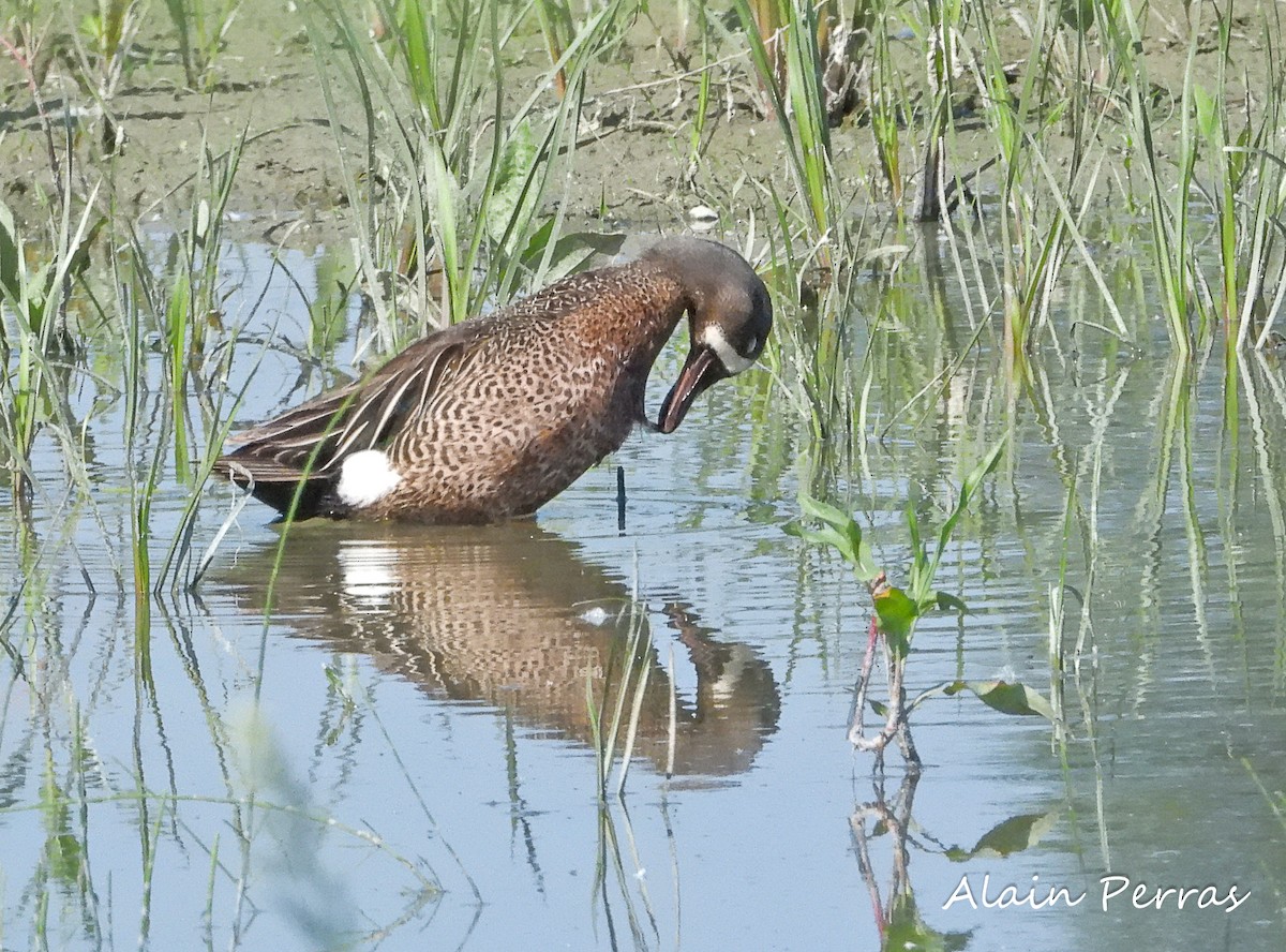 Blue-winged Teal - ML462746741