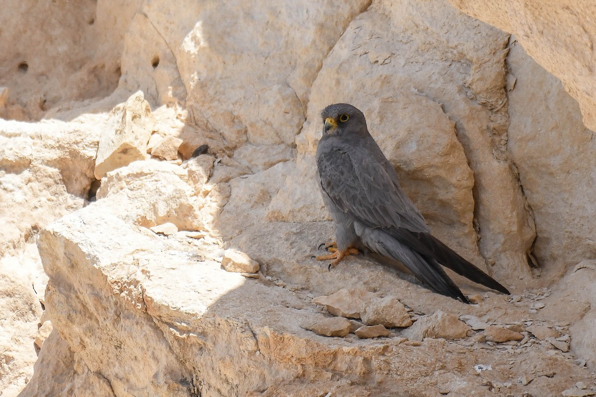 Sooty Falcon - ML462747441