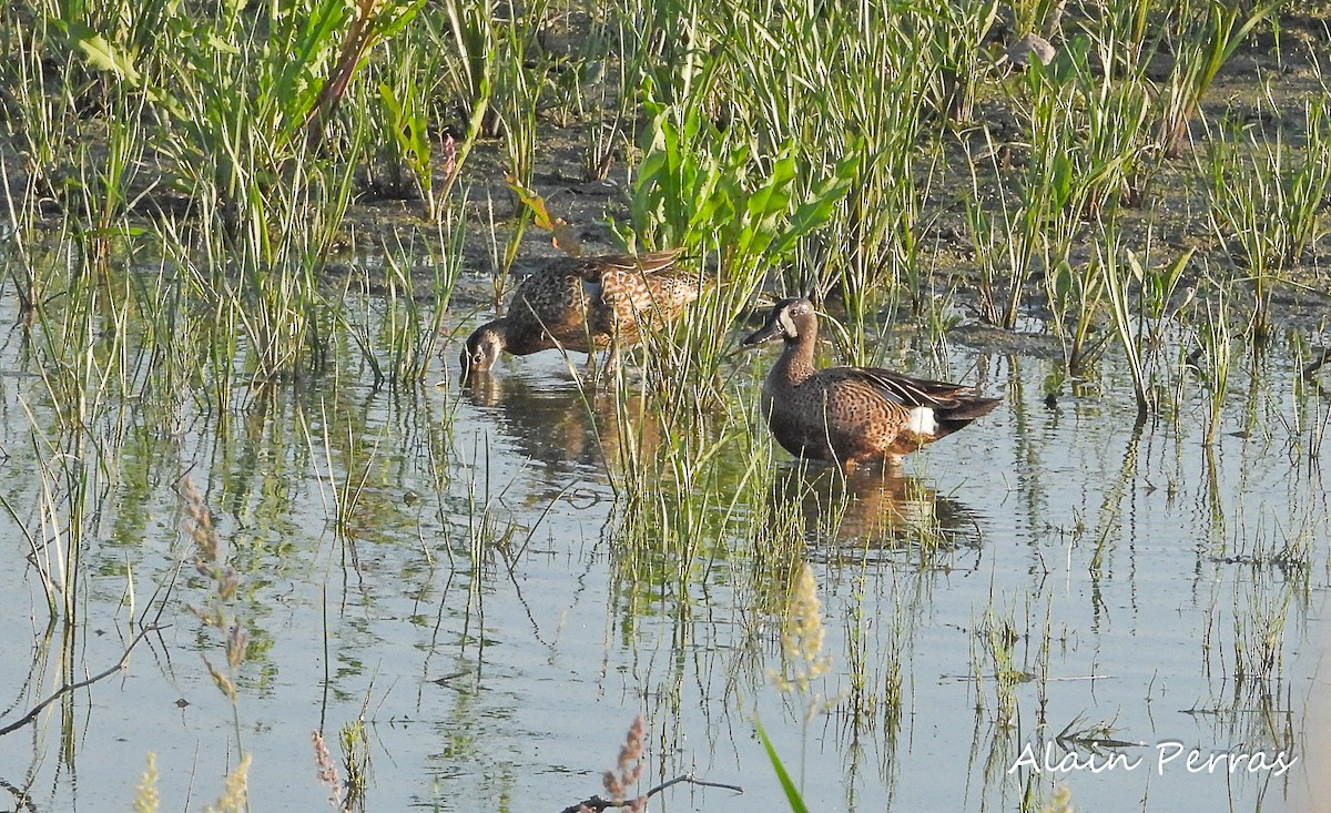 Blauflügelente - ML462747891