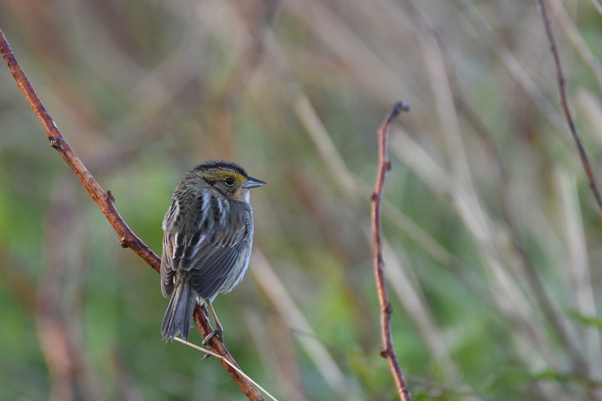 Nelson's Sparrow (Atlantic Coast) - Luke Berg