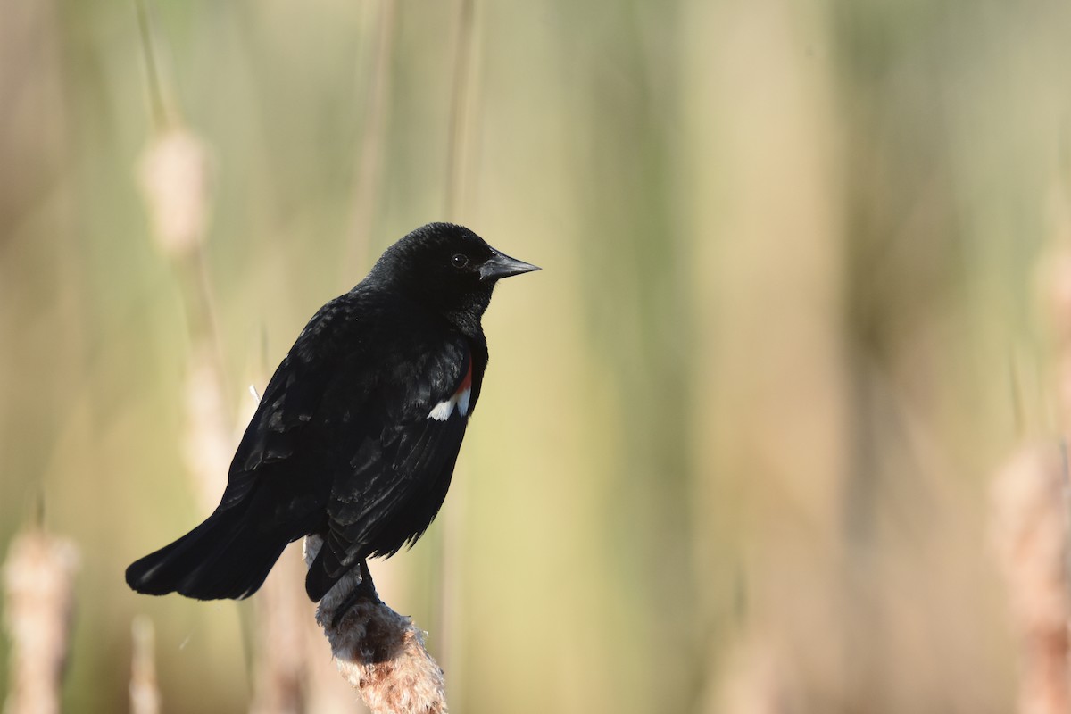 Red-winged Blackbird - Luke Berg