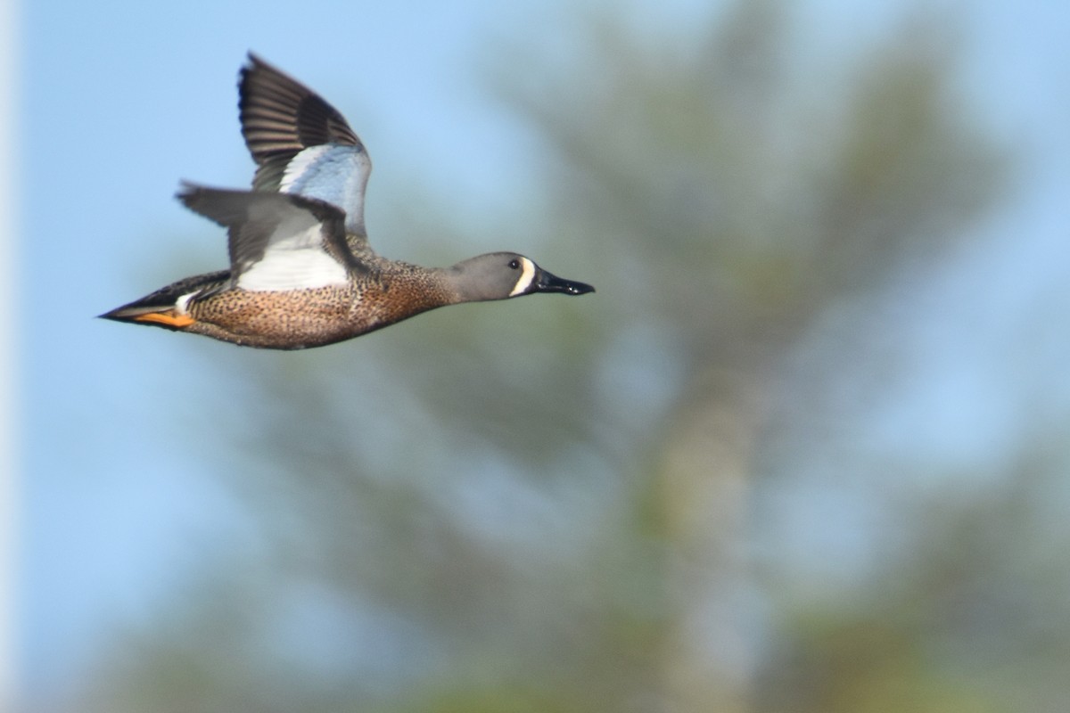 Blue-winged Teal - Luke Berg