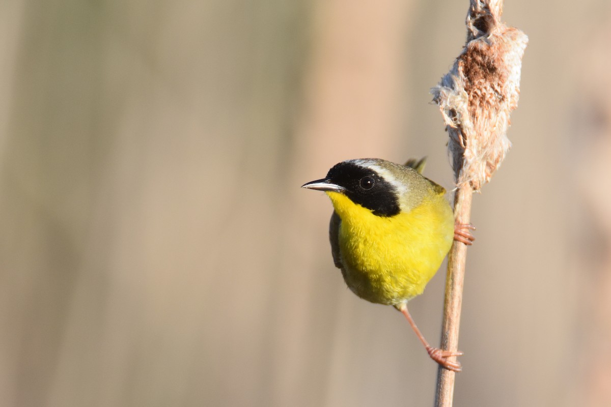 Common Yellowthroat - Luke Berg