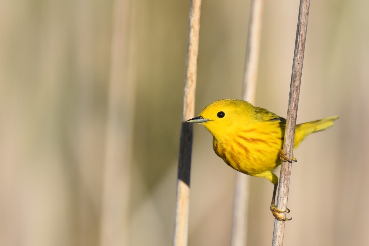 Yellow Warbler (Northern) - Luke Berg