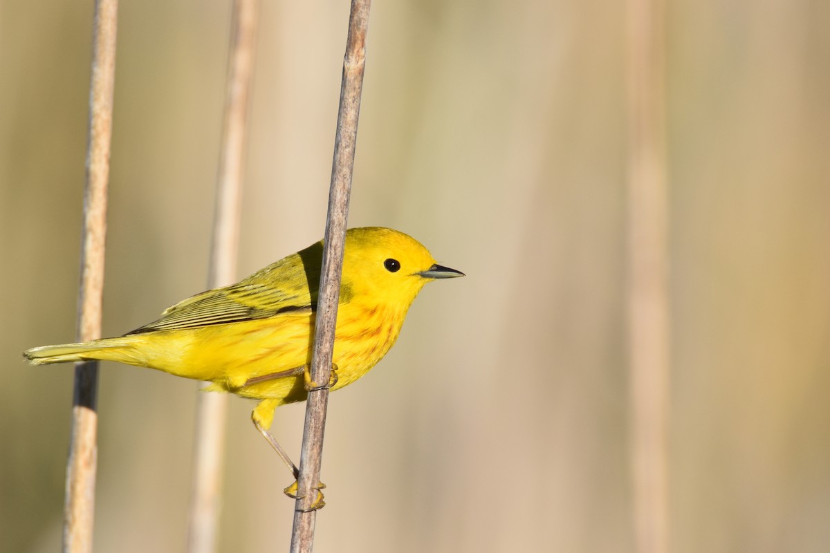 Yellow Warbler (Northern) - Luke Berg