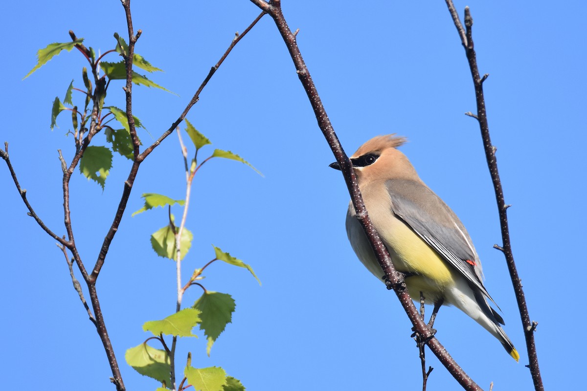 Cedar Waxwing - ML462748561