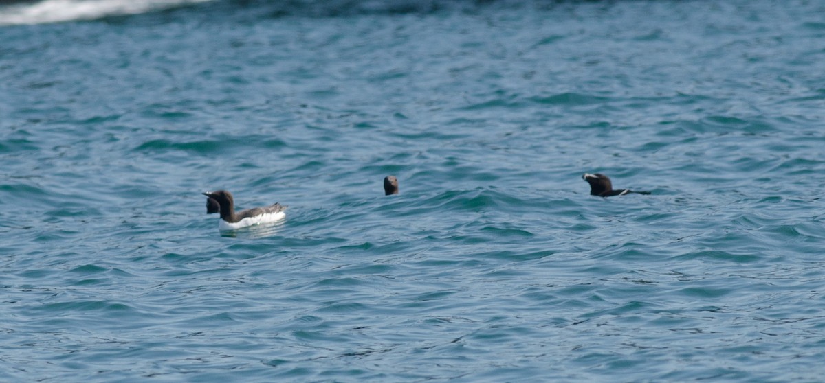 Common Murre - ML462749711