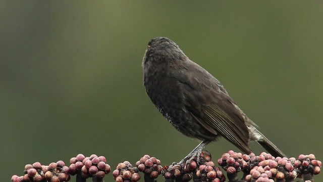 Short-bearded Honeyeater - ML462751