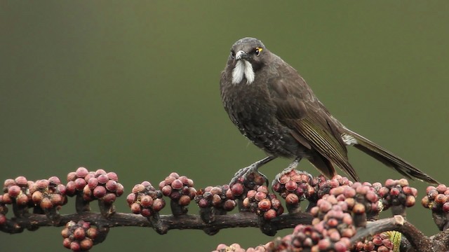 Short-bearded Honeyeater - ML462752