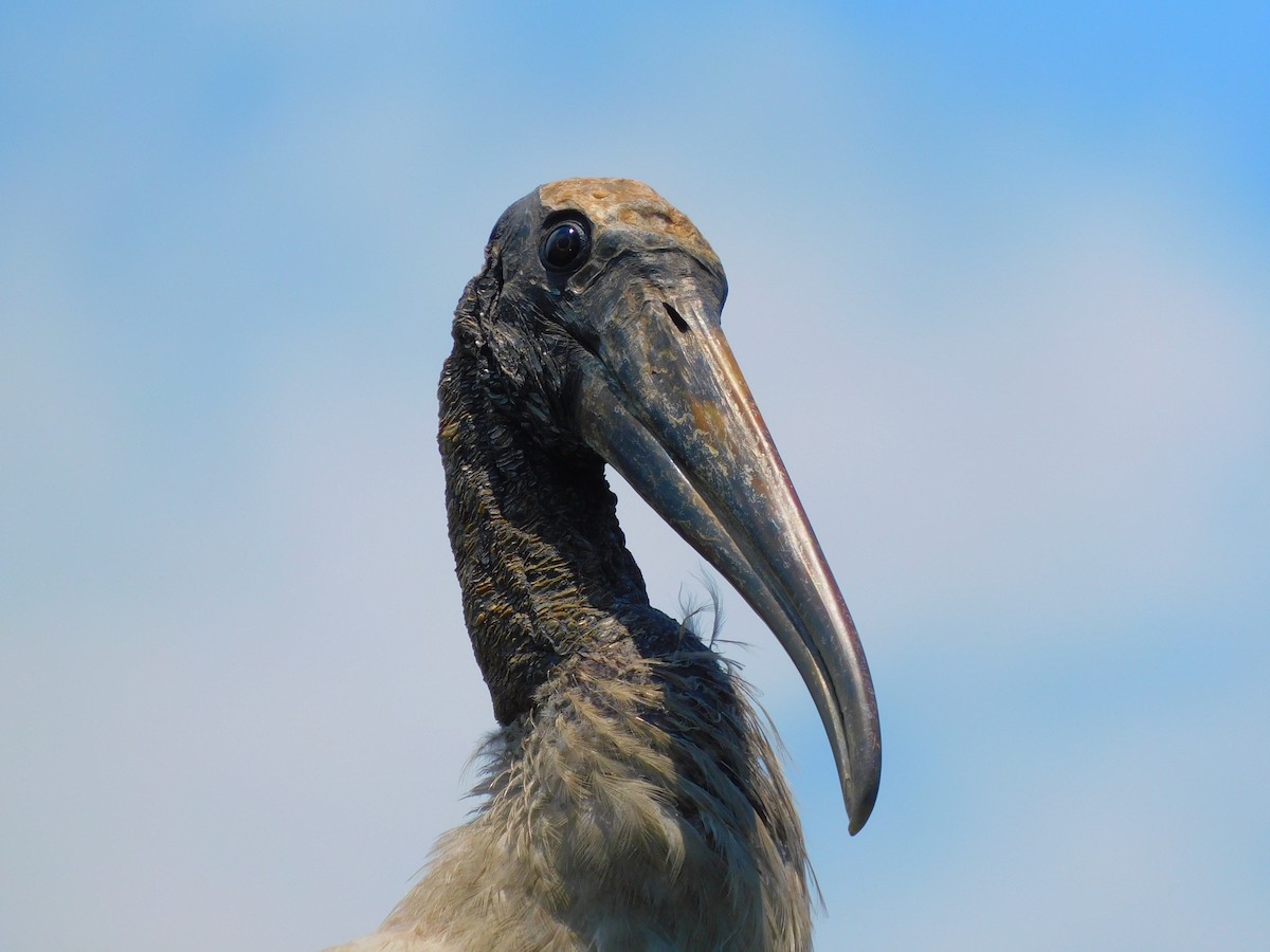 Wood Stork - Mark Penkower