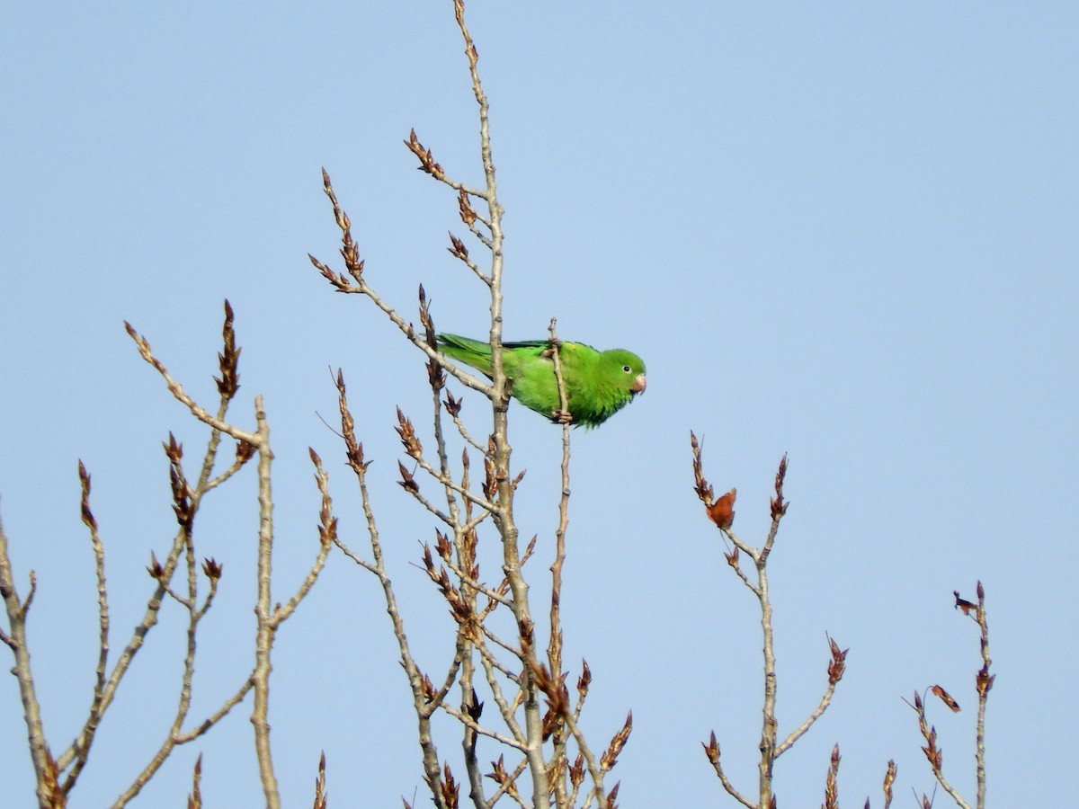 Yellow-chevroned Parakeet - ML462755391