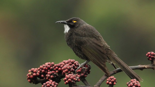 Short-bearded Honeyeater - ML462756