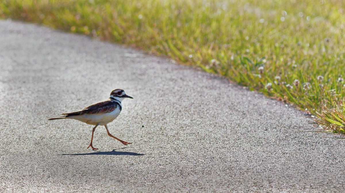 Killdeer - ML462756391