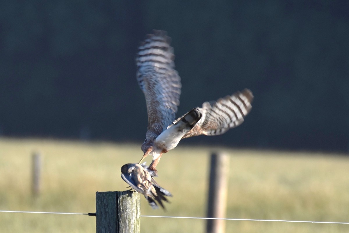 Cooper's Hawk - ML462756731