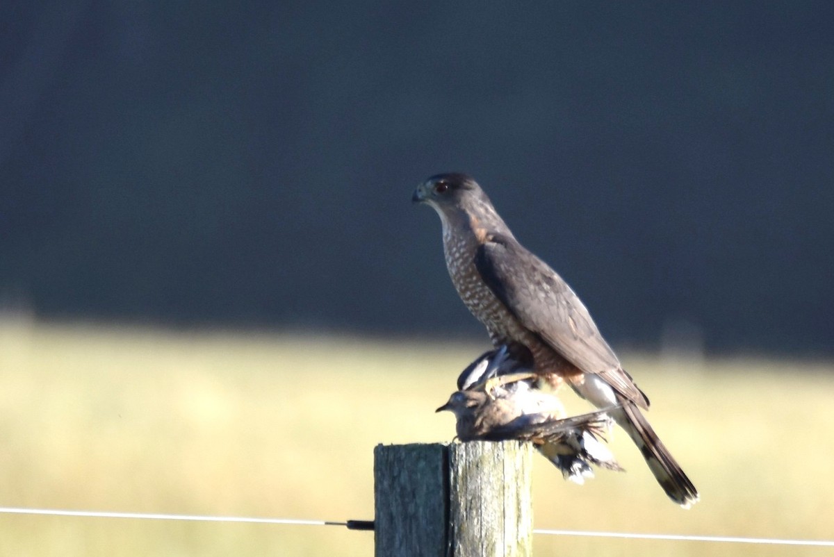 Cooper's Hawk - ML462756741