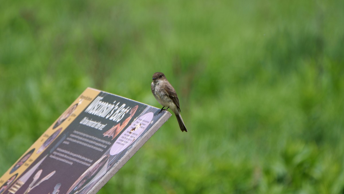Eastern Phoebe - ML462757551